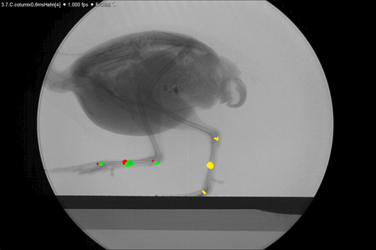 Animal Locomotion Analysis