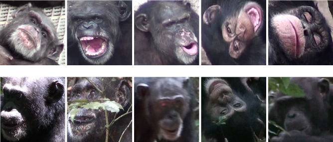 Chimpanzee Faces in the Wild