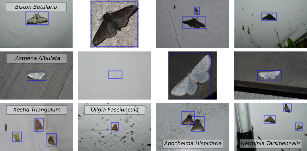 EU Moths Dataset